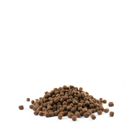 Chiots De Petites Races "Puppy Mini" 7,5kg 2 Chiots De Petites Races "Puppy Mini" 7,5kg - Afbeelding 2