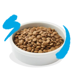 Croquettes Pour Chat Au Saumon 2kg - Edgard Et Cooper 6 Croquettes Pour Chat Au Saumon 2kg - Edgard Et Cooper -Exporteren Huis Lief Winkel croquettes pour chat au saumon 2kg edgard et cooper 2