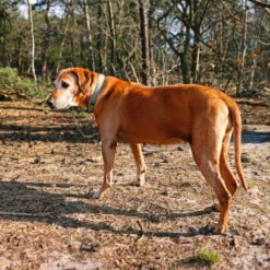 Explor Fit Comfy Collier Classic Vert M - 39-44cm -Exporteren Huis Lief Winkel explor fit comfy collier classic vert s 34 38cm 4