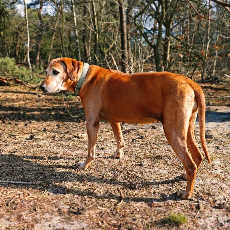 Explor Fit Comfy Collier Classic Vert XL - 52-61cm 5 Explor Fit Comfy Collier Classic Vert XL - 52-61cm - Afbeelding 5