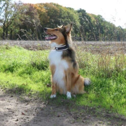 Explor Fit Control Collier Classic Noir XL - 52-61cm -Exporteren Huis Lief Winkel explor fit control collier classic noir xl 52 61cm 4