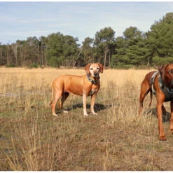 Explor Fit Control Collier Classic Vert M - 39-44cm -Exporteren Huis Lief Winkel explor fit control collier classic vert m 39 44cm 3