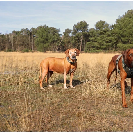 Explor Fit Control Collier Classic Vert XS - 30-33cm 4 Explor Fit Control Collier Classic Vert XS - 30-33cm - Afbeelding 4