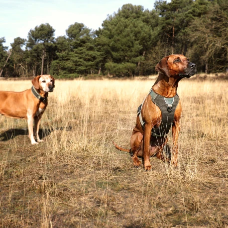 Explor Fit Control Collier Classic Vert XS - 30-33cm 6 Explor Fit Control Collier Classic Vert XS - 30-33cm - Afbeelding 6