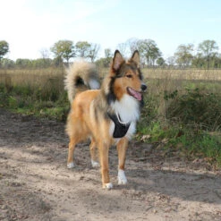 Explor Harnais Classic Noir Granite S - 25-45cm - 42-60cm -Exporteren Huis Lief Winkel explor harnais classic noir granite s 25 45cm 42 60cm 7