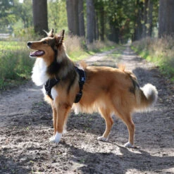 Explor Harnais Classic Noir Granite XS - 20-40cm - 37-45cm 14 Explor Harnais Classic Noir Granite XS - 20-40cm - 37-45cm -Exporteren Huis Lief Winkel explor harnais classic noir granite xs 20 40cm 37 45cm 6