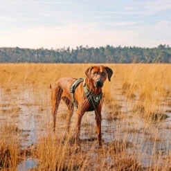 Explor Harnais Classic Vert XS - 20-40cm - 37-45cm -Exporteren Huis Lief Winkel explor harnais classic vert xs 20 40cm 37 45cm 3