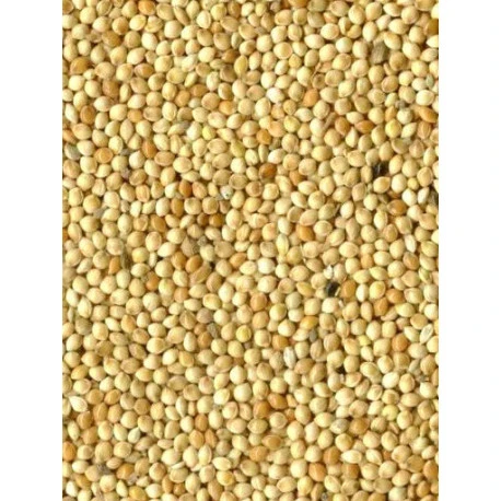 Millet Blanc 20kg 1 Millet Blanc 20kg
