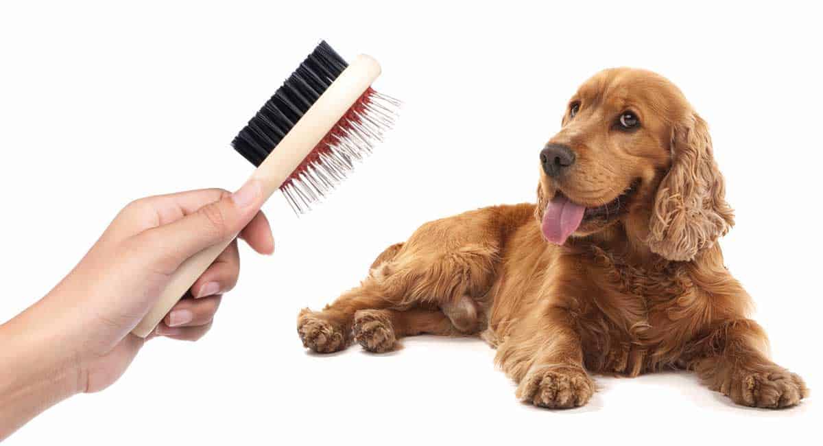 Exporteren Huis Lief Winkel -Exporteren Huis Lief Winkel Beste Hondenborstel